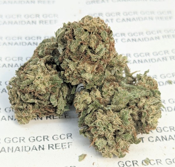 Kandy Kush GH o15 m