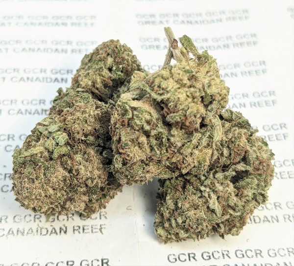 Kandy Kush GH o15 m2