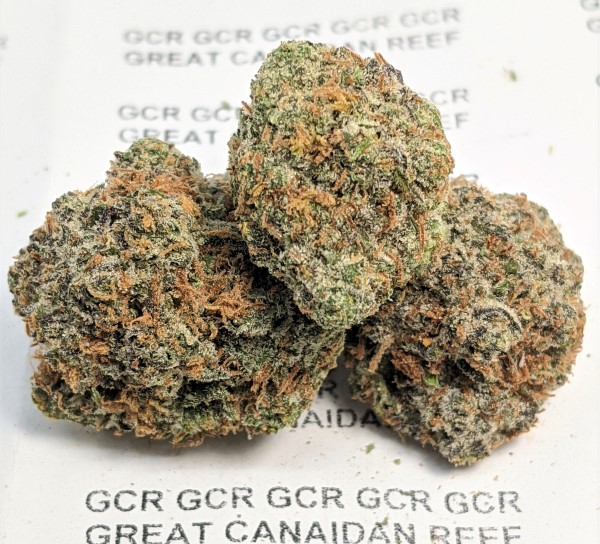 Grease Monkey AAAA gcr f5 2