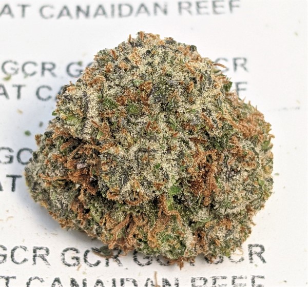 Grease Monkey AAAA gcr f5