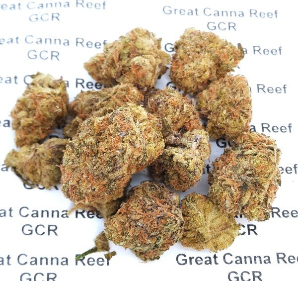 Gelato GCR