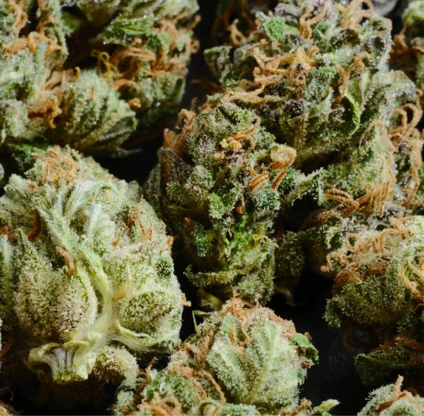 Buds